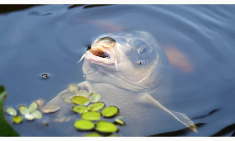 Зарыбляемся правильно - фото № 1