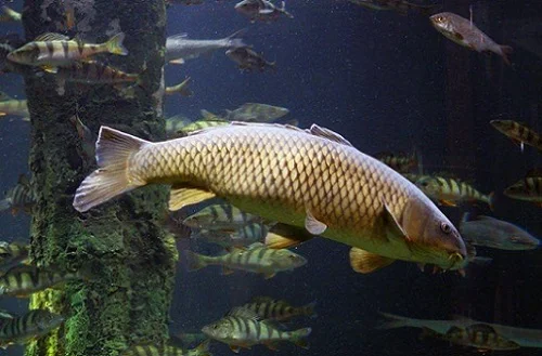 Предзаказы на весеннее зарыбление 2024 - фото № 1