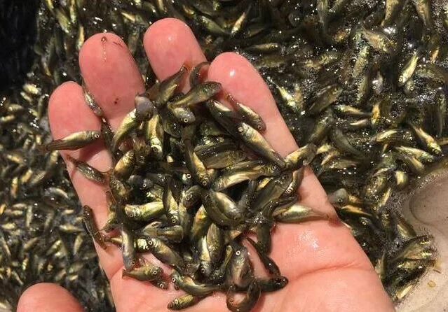 Не успели зарыбиться, зарыбьте подрощенной личинкой - фото № 1