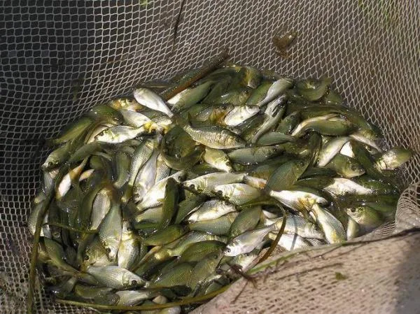 Срочно реализуем сеголетку - фото № 1