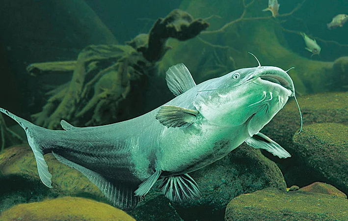 Продам подрощенную личинку европейского - обыкновенного сома - фото № 1