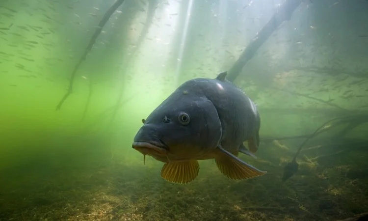 Личинка, малек, сеголетка, годовик для зарыбления - фото № 1