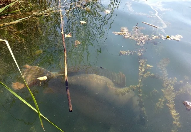 Качественное зарыбление осенью - фото № 1