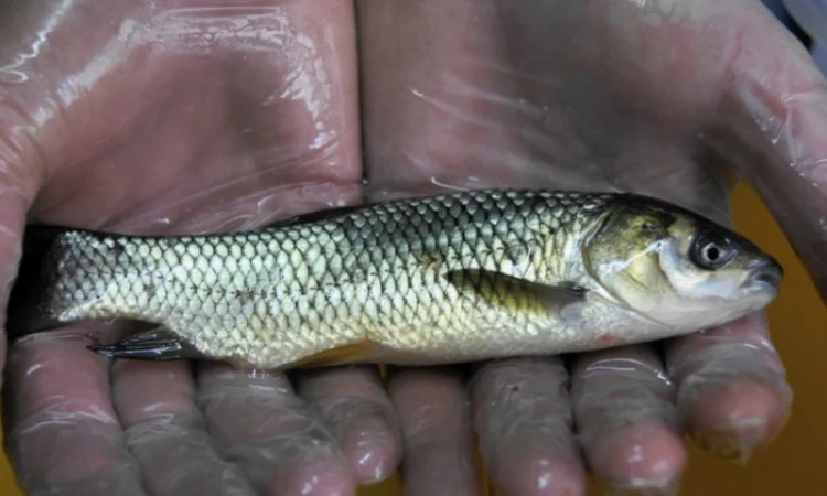 Підрощена личинка білого амура - фото № 1