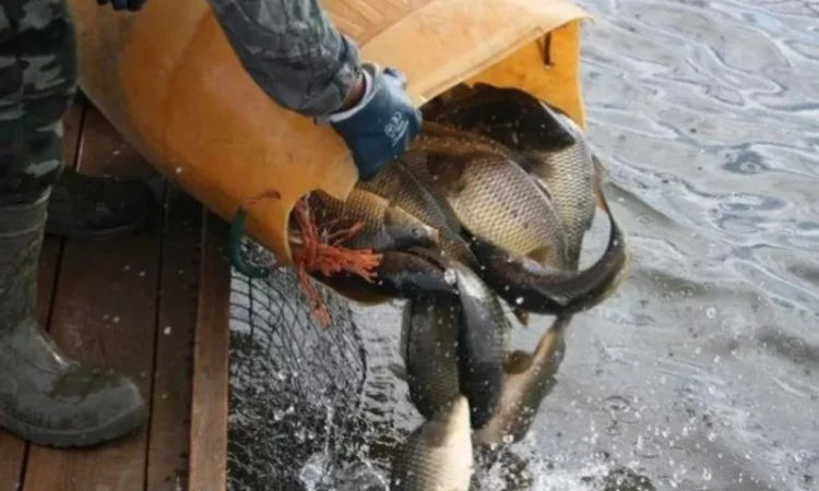 Зариблення водойми у 2024 - фото № 1