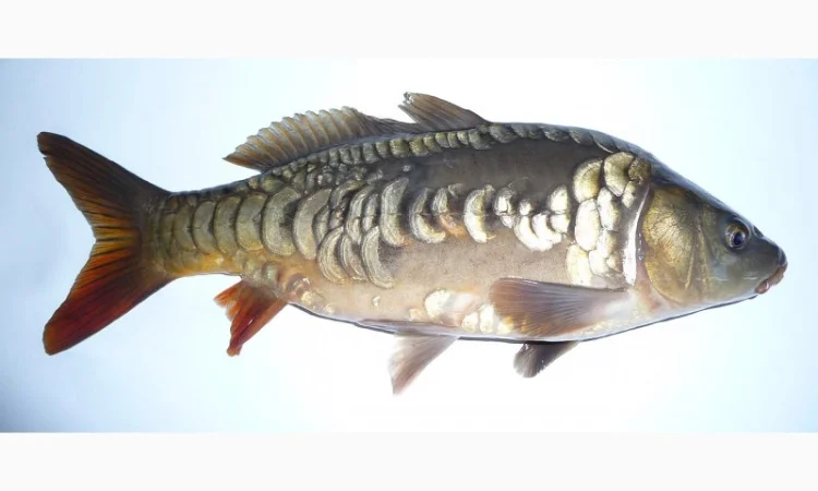 Підрощена личинка дзеркального карпа - фото № 1