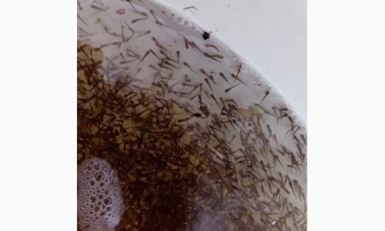 Продаж личинки коропа для зариблення водойми - фото № 1