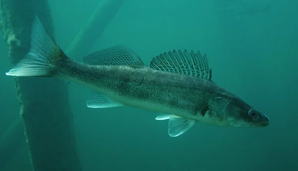 Продаж малька судака - фото № 1