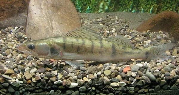 Продаж малька судака - фото № 2