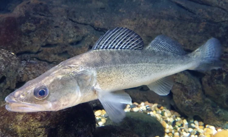 Продаж малька судака - фото № 3