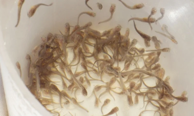 Продам малька кларієвого сома - фото № 1