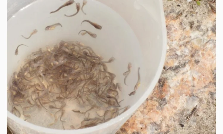 Продам малька кларієвого сома - фото № 2