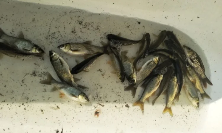 Зарибок Короп, Амур, тостолобік - фото № 1