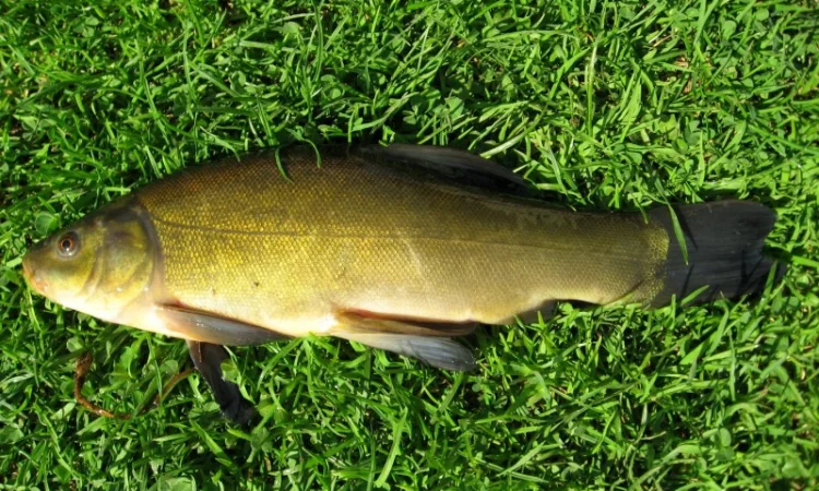 Зарибок лина (Зарыбок линя, лин, линь) - фото № 1