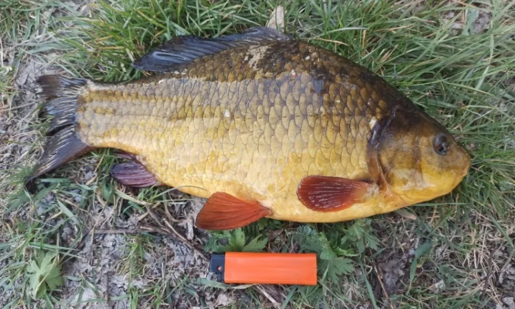 Карась золотий жовтий круглий горбатий (золотой круглый горбатый желтый) - фото № 1