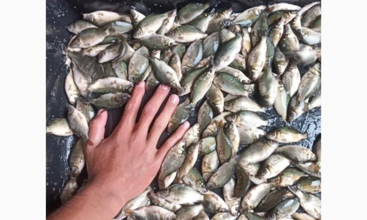 Реалізуємо зарибок коропа - фото № 1