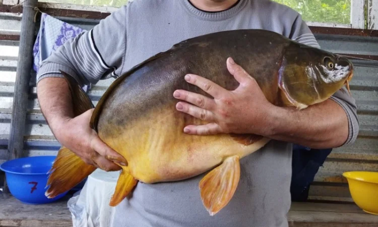 Продам личинку коропа - фото № 1