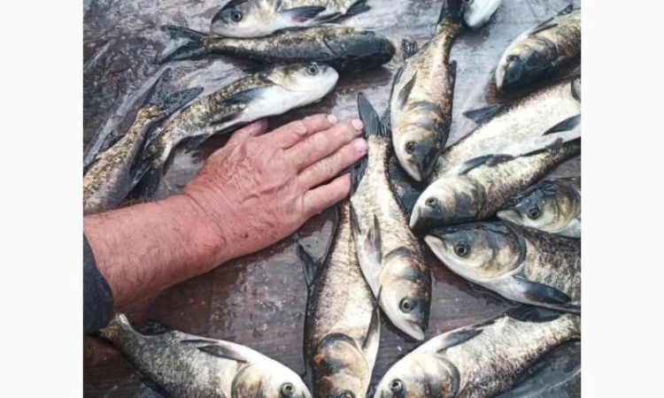 Реалізовуємо зарибок товстолоба/амура - фото № 1