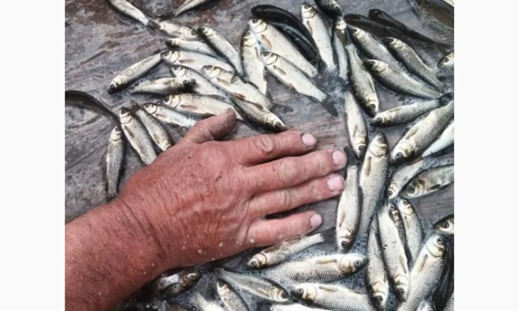 Реалізовуємо зарибок товстолоба/амура - фото № 2