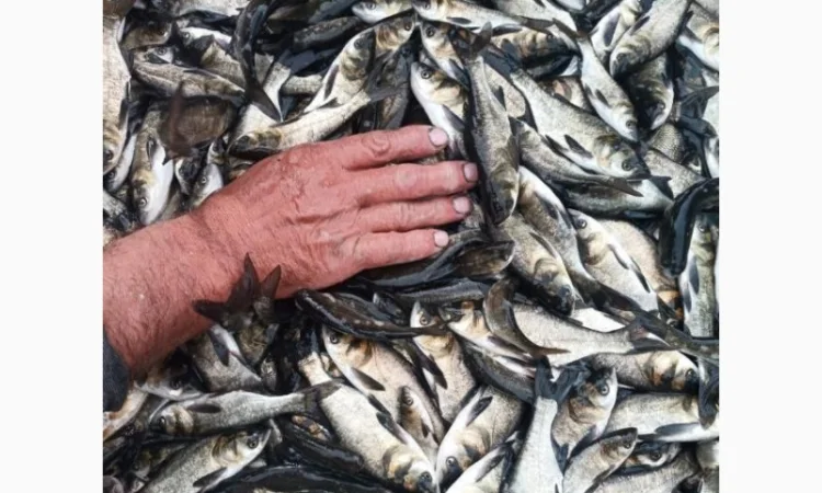 Реалізовуємо зарибок товстолоба/амура - фото № 3