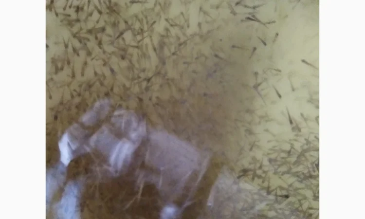 Підрощена личинка коропа, амура - фото № 1