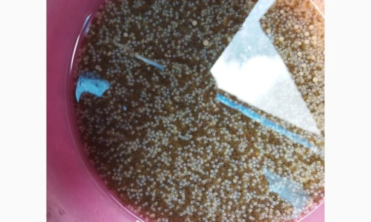 Підрощена личинка коропа, амура - фото № 2