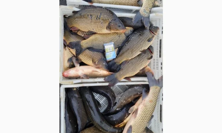 Жива риба - фото № 1