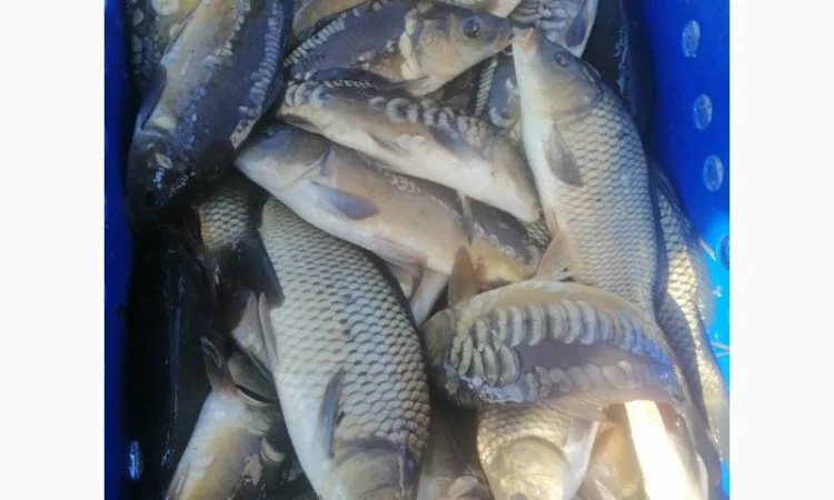 Жива риба - фото № 2