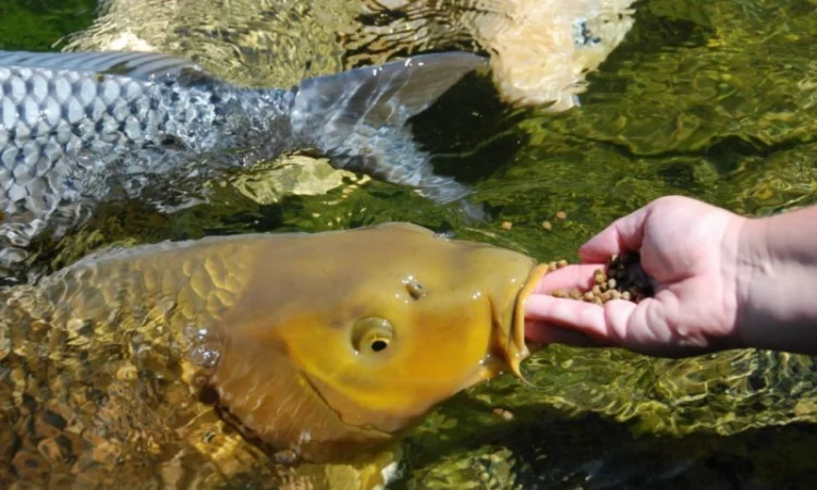 Карпы кои цена, аквариум, рыбки пруд, малек карп кои, карп кои оптом, ферма карп кои, зоомагазин - фото № 1