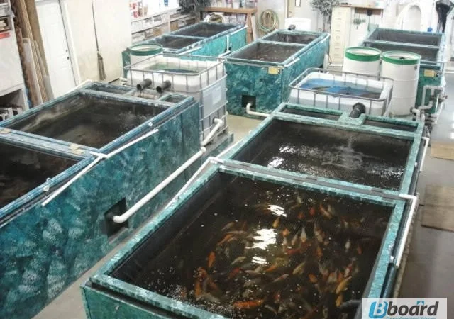 Карпы кои цена, аквариум, рыбки пруд, малек карп кои, карп кои оптом, ферма карп кои, зоомагазин - фото № 19