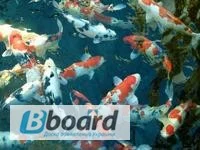 Карпы кои цена, аквариум, рыбки пруд, малек карп кои, карп кои оптом, ферма карп кои, зоомагазин - фото № 18