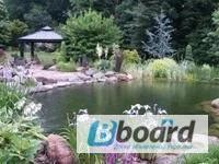 Карпы кои цена, аквариум, рыбки пруд, малек карп кои, карп кои оптом, ферма карп кои, зоомагазин - фото № 17