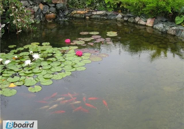 Карпы кои цена, аквариум, рыбки пруд, малек карп кои, карп кои оптом, ферма карп кои, зоомагазин - фото № 16