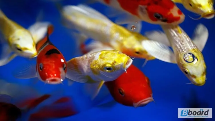 Карпы кои цена, аквариум, рыбки пруд, малек карп кои, карп кои оптом, ферма карп кои, зоомагазин - фото № 15