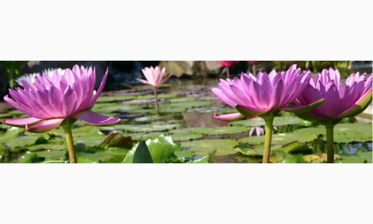 Карпы кои цена, аквариум, рыбки пруд, малек карп кои, карп кои оптом, ферма карп кои, зоомагазин - фото № 14