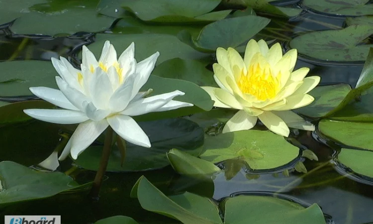 Карпы кои цена, аквариум, рыбки пруд, малек карп кои, карп кои оптом, ферма карп кои, зоомагазин - фото № 13