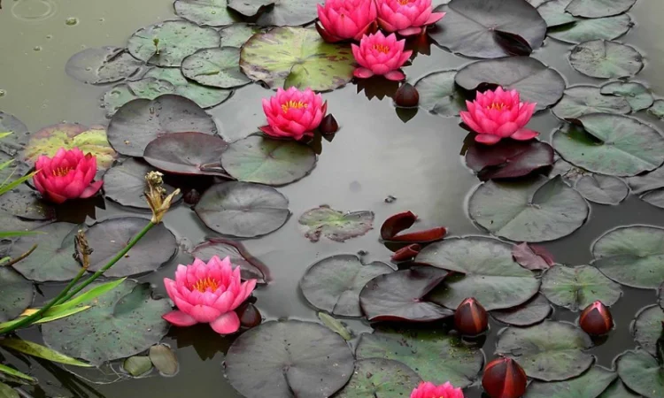 Карпы кои цена, аквариум, рыбки пруд, малек карп кои, карп кои оптом, ферма карп кои, зоомагазин - фото № 12