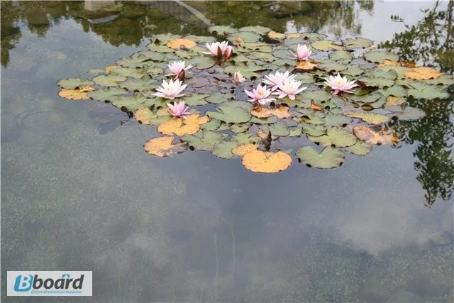 Карпы кои цена, аквариум, рыбки пруд, малек карп кои, карп кои оптом, ферма карп кои, зоомагазин - фото № 2