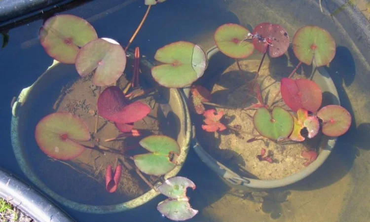 Карпы кои цена, аквариум, рыбки пруд, малек карп кои, карп кои оптом, ферма карп кои, зоомагазин - фото № 11