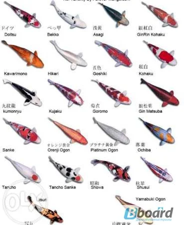 Карпы кои цена, аквариум, рыбки пруд, малек карп кои, карп кои оптом, ферма карп кои, зоомагазин - фото № 7