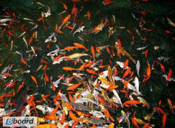 Карпы кои цена, аквариум, рыбки пруд, малек карп кои, карп кои оптом, ферма карп кои, зоомагазин - фото № 5