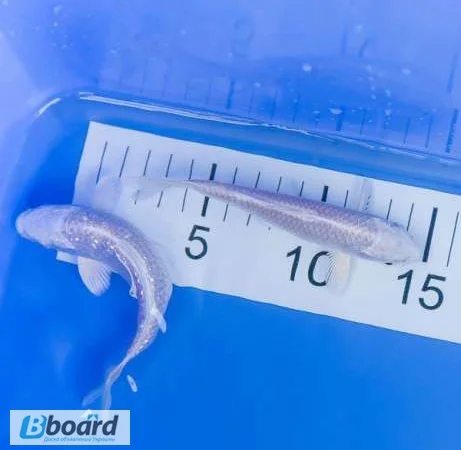 Карпы кои цена, аквариум, рыбки пруд, малек карп кои, карп кои оптом, ферма карп кои, зоомагазин - фото № 4