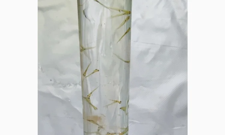 Личинка коропа, білого амура, білого товстолоба та гібрида б.т. в сторону білого - фото № 2