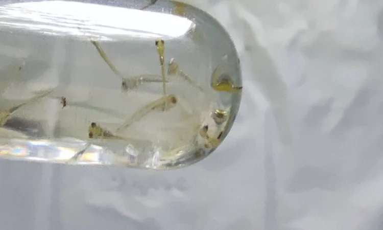 Личинка коропа, білого амура, білого товстолоба та гібрида б.т. в сторону білого - фото № 3