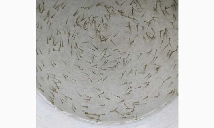 Личинка коропа, білого амура, білого товстолоба та гібрида б.т. в сторону білого - фото № 4