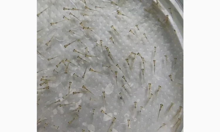 Личинка коропа, білого амура, білого товстолоба та гібрида б.т. в сторону білого - фото № 5