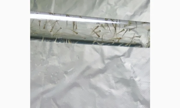 Личинка коропа, білого амура, білого товстолоба та гібрида б.т. в сторону білого - фото № 6