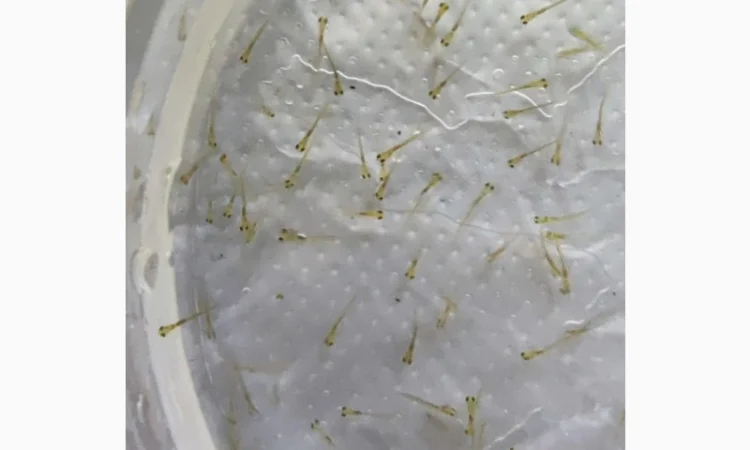 Личинка амура, білого товстолоба та гібрида Б.Т. в сторону білого - фото № 2