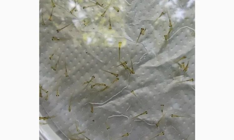 Личинка амура, білого товстолоба та гібрида Б.Т. в сторону білого - фото № 3