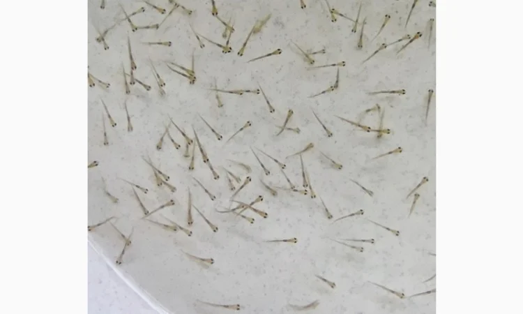 Личинка амура, білого товстолоба та гібрида Б.Т. в сторону білого - фото № 5
